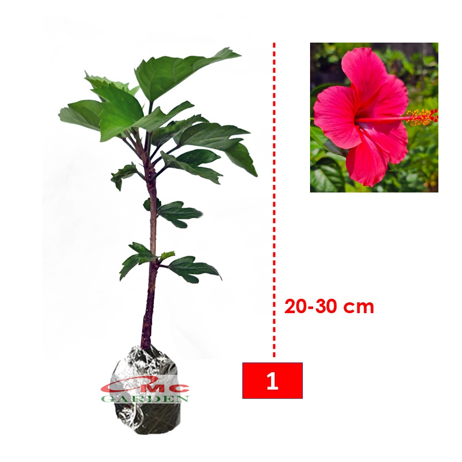 Kembang Sepatu Bunga Raya Hibiscus Worawari Rosa Dinensis Merah Bibit Tanaman Hias 2030