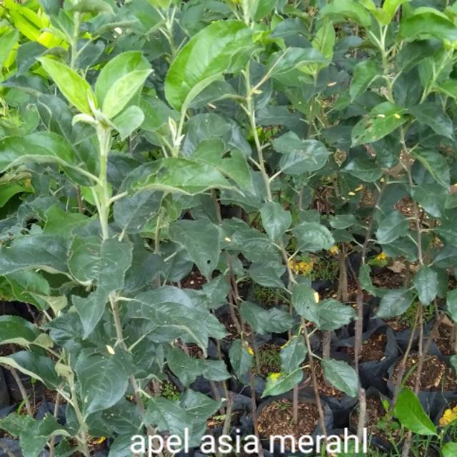 Bibit apel ana merah(cangkok)
