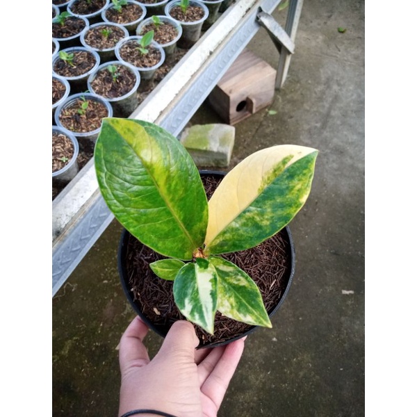 jemani varigata cobra batik