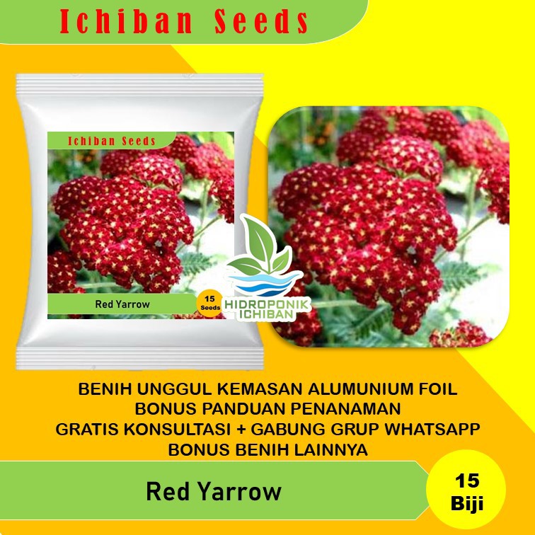 Jual Benih Bibit Biji Tanaman Hias Bunga RED YARROW FLOWER Kemasan ...