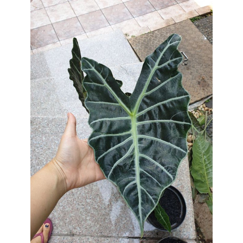 ALOCASIA AMAZONICA / tanaman ALOCASIA AMAZONICA MURAH BAGUS