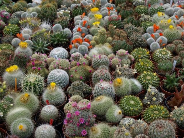 Benih Bibit Biji - Tanaman Hias Kaktus (Cactus Mixed Seeds) - Flowers of the Desert - IMPORT