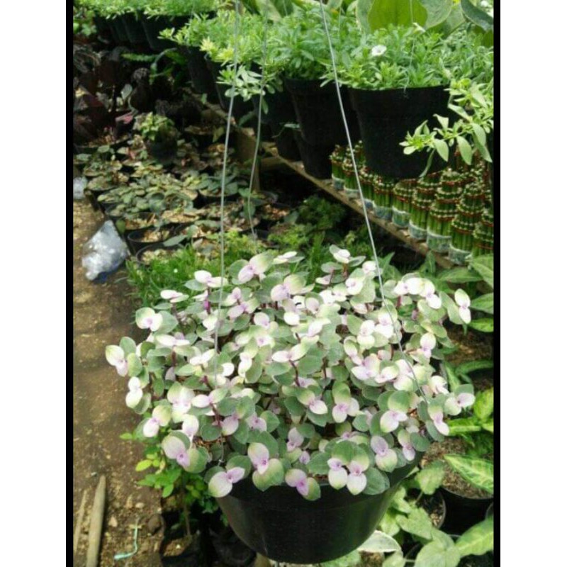 tanaman hias gantung kribo / bunga gantung kribo