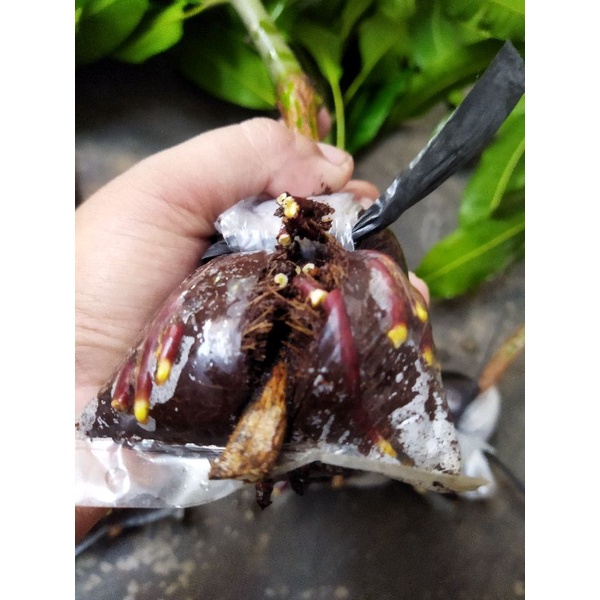 bibit fresh cangkok mangga madu