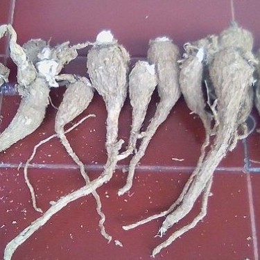Akar Ginseng Jawa 1Kg