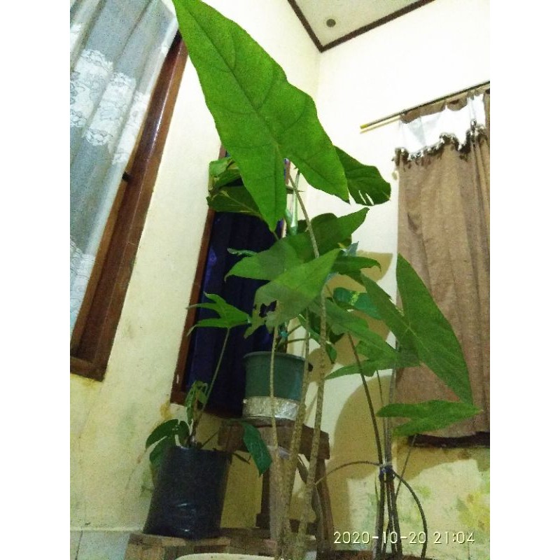 PROMO TANAMAN HIAS ALOCASIA ZEBRINA 1 METER