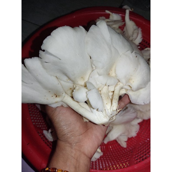 

jamur tiram