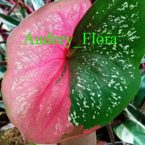 Tanaman Hias Keladi Baret Merah - Keladi Merah