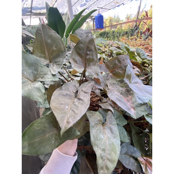 syngonium coklat/ tanaman hias syngonium maria alussion