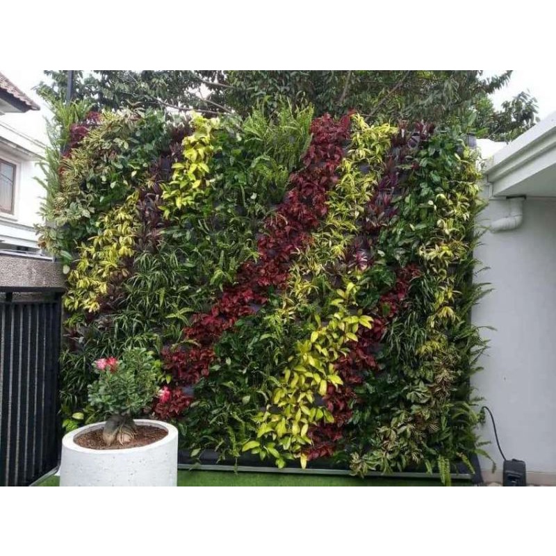 taman vertikal garden / taman rumah / tanaman hias rumah