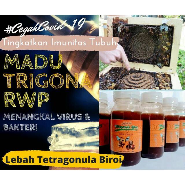 

Madu trigona rwp