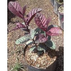 >Ddr< Bibit Buah Jambu Biji Ungu Australia