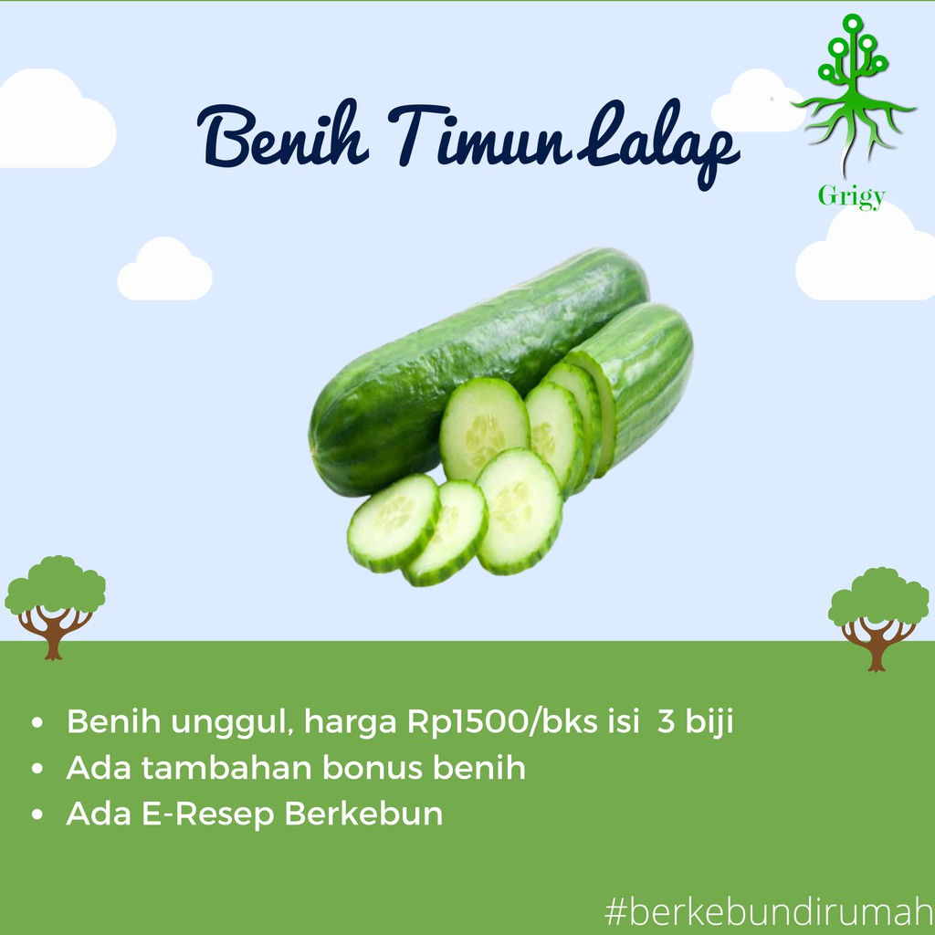 BENIH TIMUN LALAP , BIBIT TIMUN LALAP