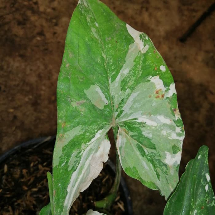 Jual tanaman hias syngonium variegata