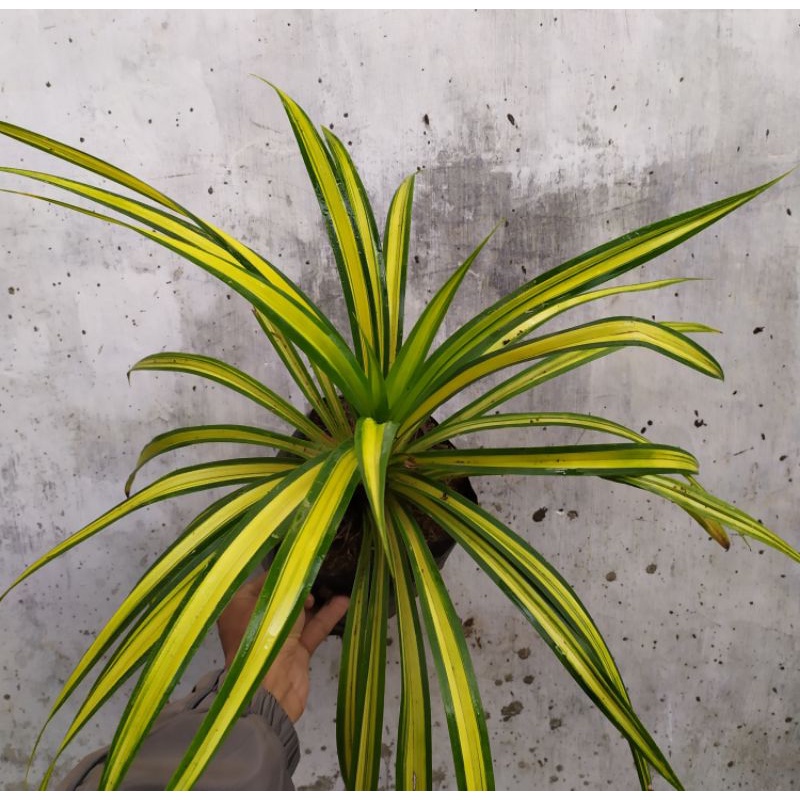 pandan varigata kuning