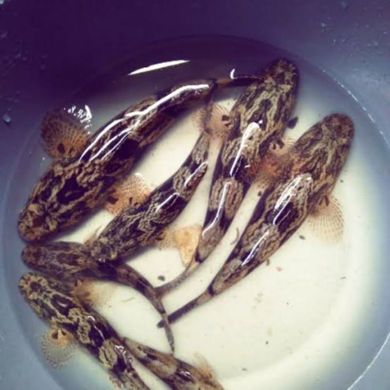 

ikan gabus betutu/malas