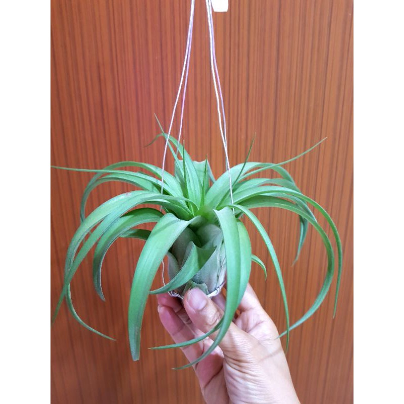 Tanaman Hias Tillandsia Eric Knobloch Dewasa Good Quality Airplant Tanaman Hias Indoor Unik Plant
