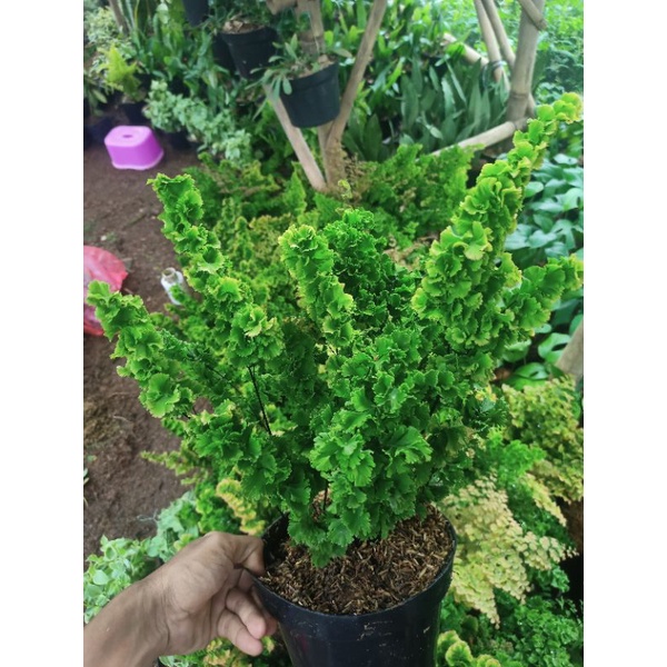 Tanaman Hias Suplir Tusuk Sate / SUPLIR TUSUK SATE RIMBUN