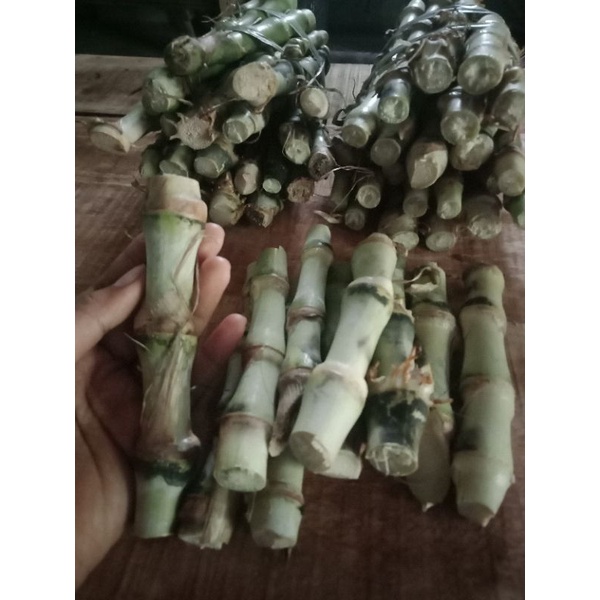 bibit suket rumput odot super /stek batang kolonjono sayur pakan ternak