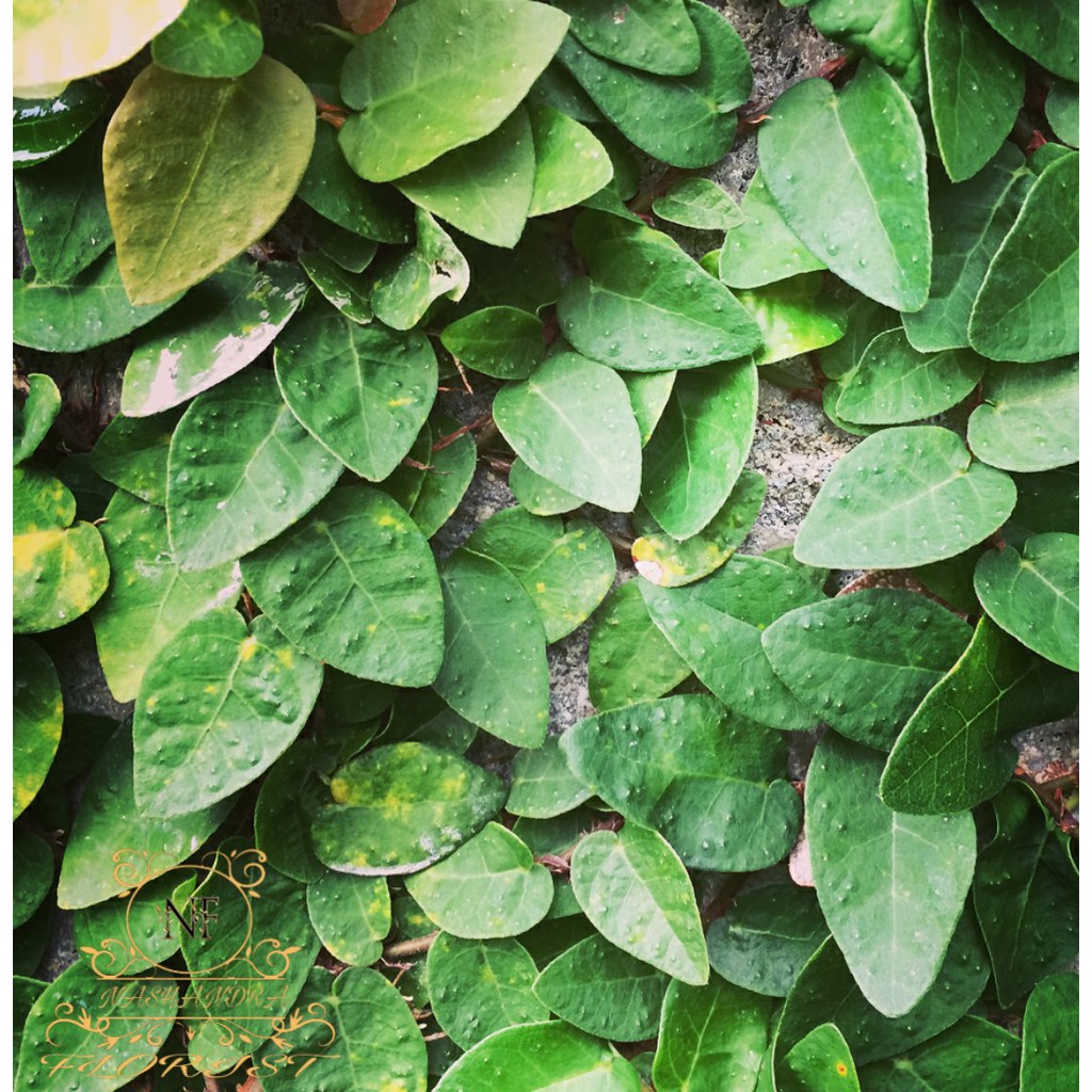 Tanaman Hias Bunga Dollar Rambat | Flexi