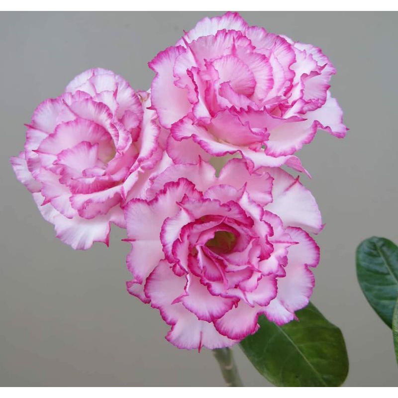 Adenium Kamboja Tumpuk Bonggol Besar