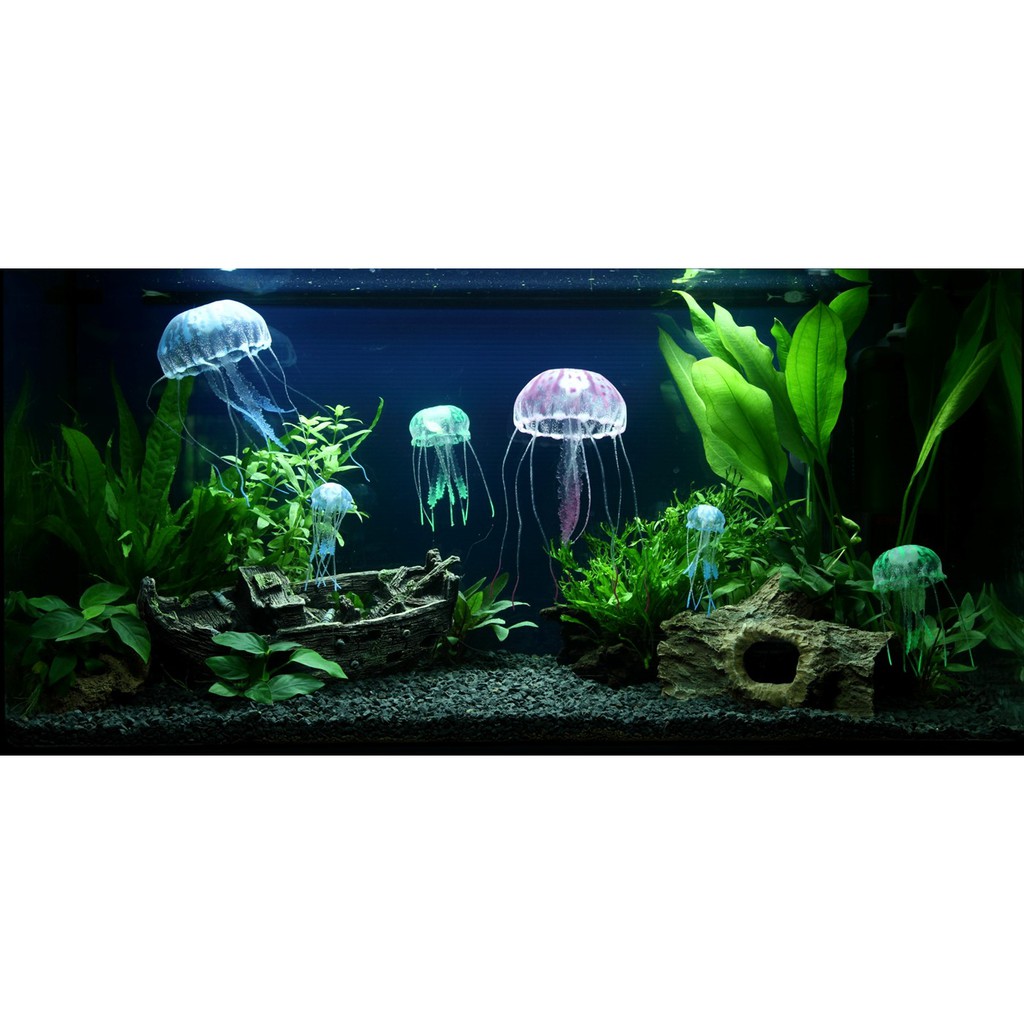 Paket Aquascape Aquascape Kit Paket Tanaman Starter Untuk Pemula