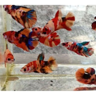 Ikan Hias Cupang Plakat Nemo Multicolor Galaxy Shopee Indonesia