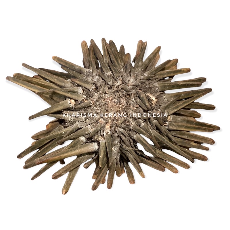 SEA URCHIN NATURAL CANGKANG KERANG BULU BABI ALAMI CANGKANG KERANG LAUT BY KHARISMA KERANG INDONESIA