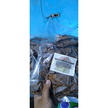 daun Ketapang olahan. (beli 2 gratis1)
