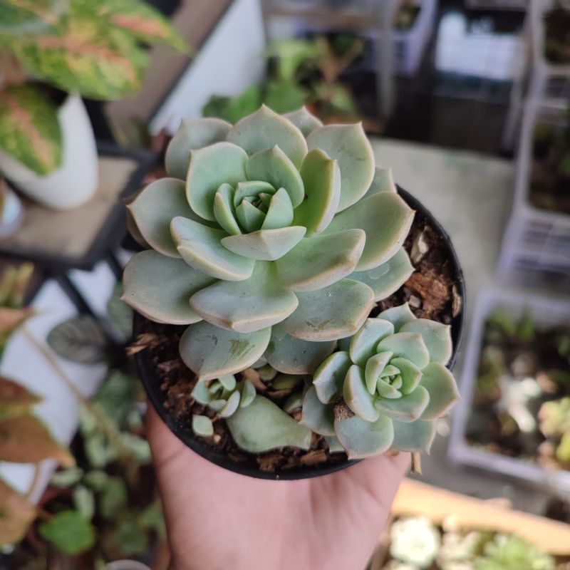 Sukulen Graptoveria titubans medium/Echeveria tituban medium size