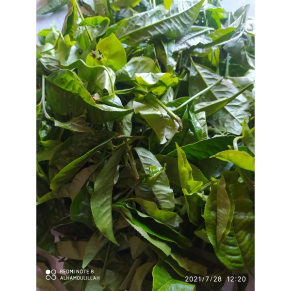 

daun teh hijau 500gr