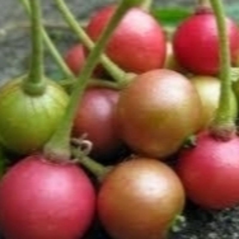 

Jual Buah Talok Buah Kersen 250 Gram