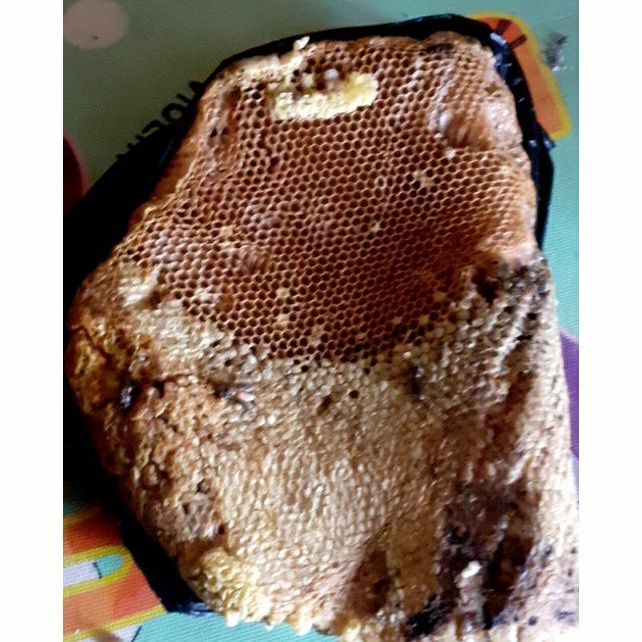 

Larva lebah madu asli ( sarang) Odeng 500g