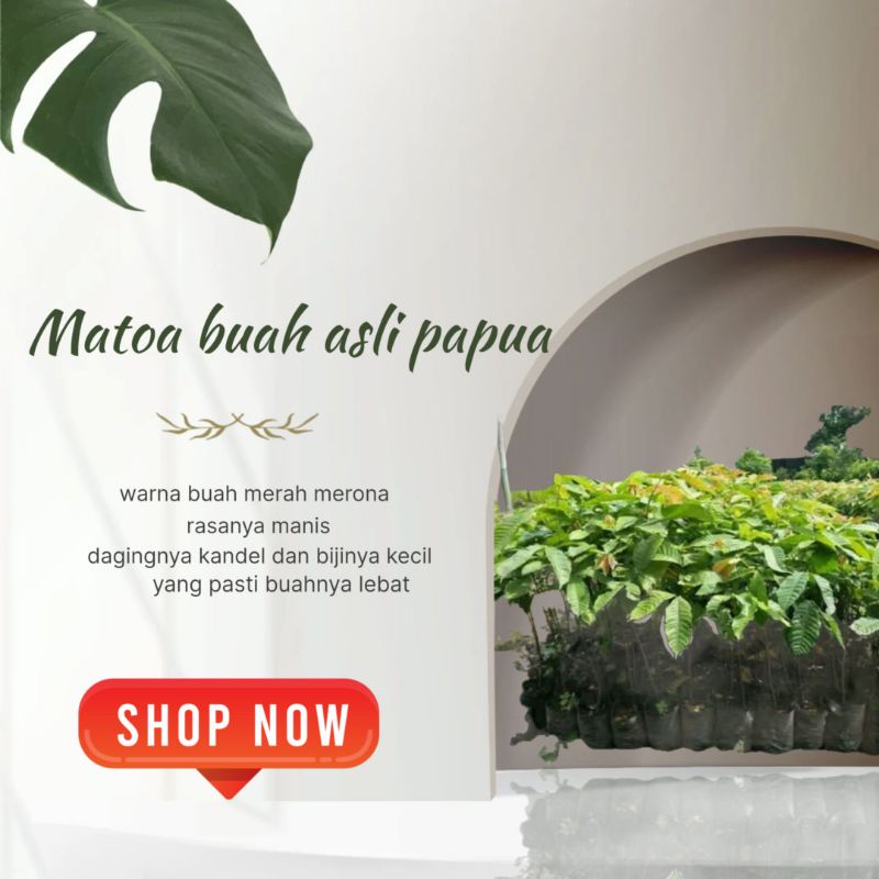 

Bibit matoa super kandel manis