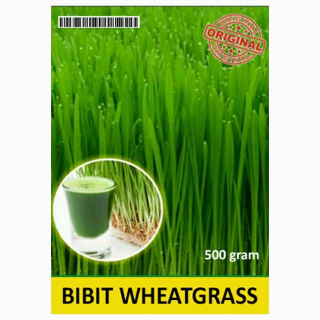 Benih Bibit Biji Gandum / Wheatgrass Gandum / Rumput Gandum / Makanan Kucing