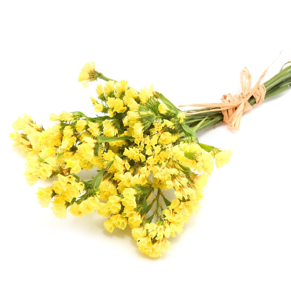 Benih Bibit Biji - Bunga Statice Yellow Kuning (Limonium sinuatum) Flower Seeds - IMPORT