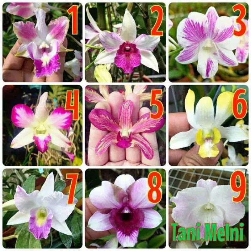 tanaman hias bunga anggrek dendro/bibit remaja anggrek dendro seedling