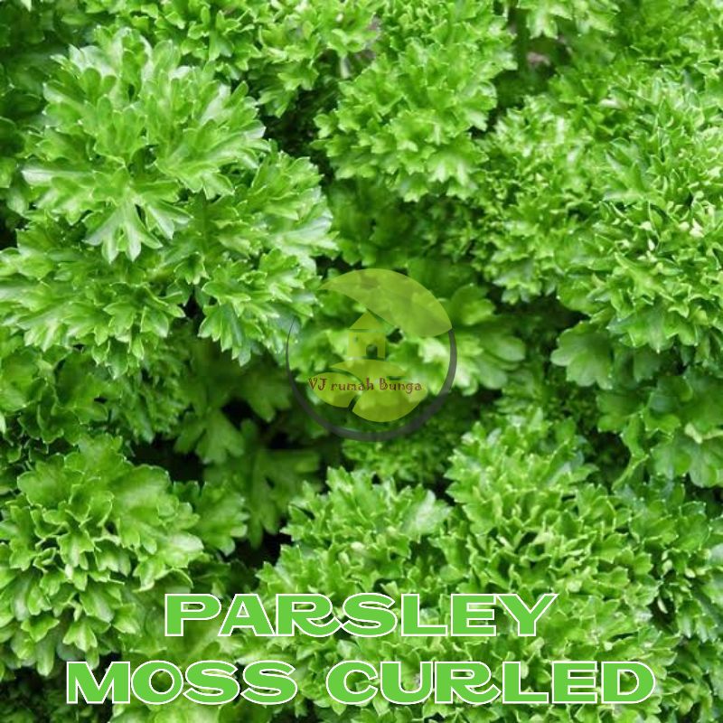 Benih Herbal Daun Parsley Moss Curled Benih Parsley Peterseli Keriting