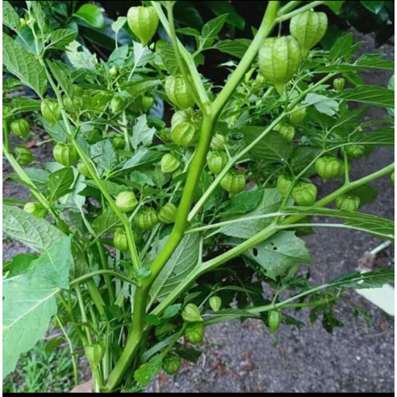 

Ciplukan/Cecenet Segar