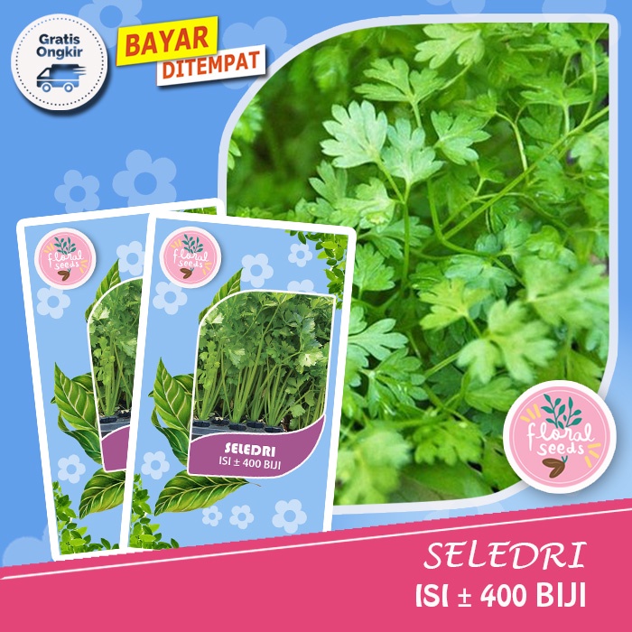 Jual Benih Biji Daun Seledri Bibit Tanaman Hidroponik Sayur Sayuran Organik Amigo Shopee Indonesia