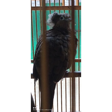 Burung perkutut cemani jambul songgo ratu