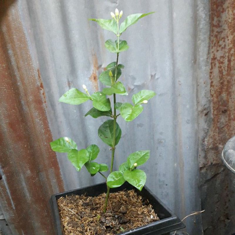 Bibit Bunga Melati siap Besar Bunga Harum dan Pandan Hias Kuning siberuntung