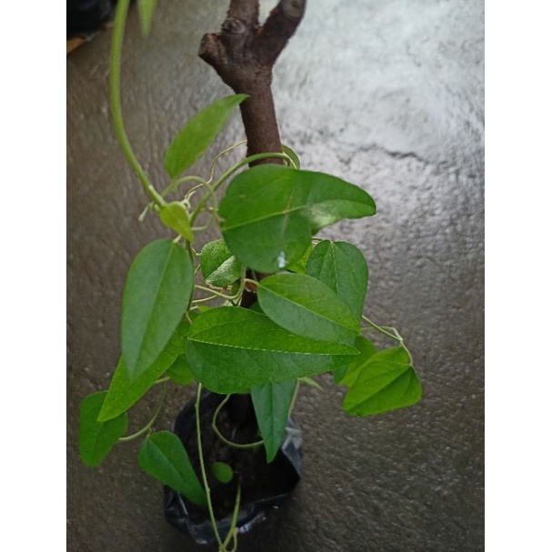 BIBIT TANAMAN CINCAU JELLY/ CINCAU HIJAU RAMBAT TANPA BULU