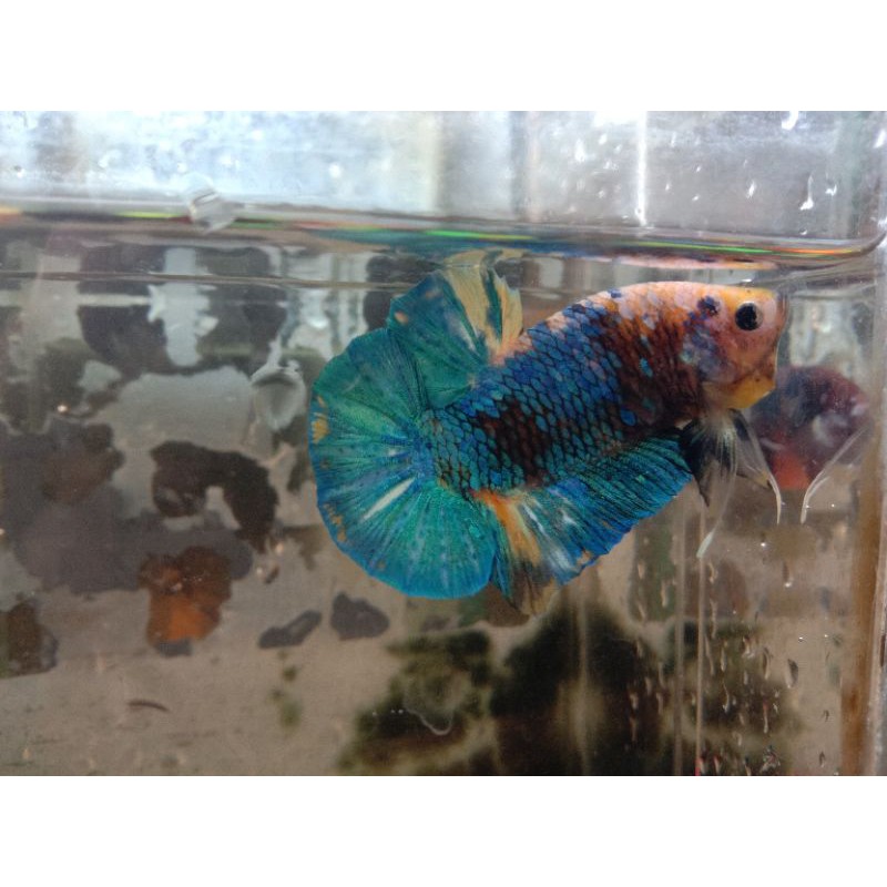 

Cupang Yellow Koi Galaxy