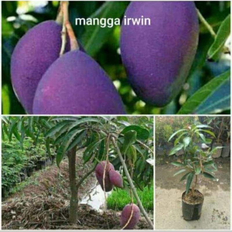 Bibit Mangga Irwin (mangga ungu super)