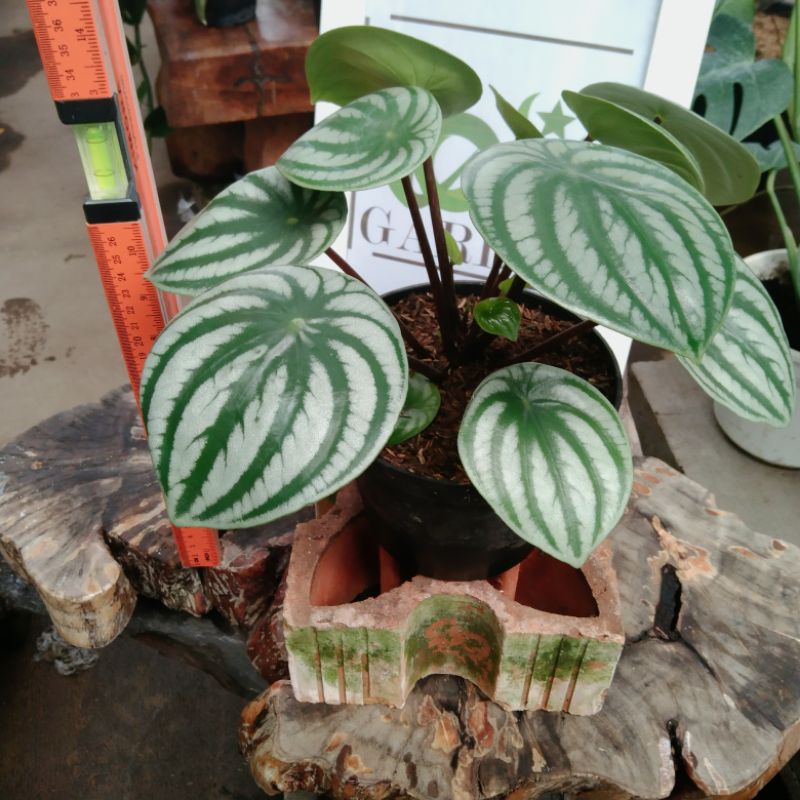 Tanaman hias peperomia watermelon plus pot | Ukuran jumbo