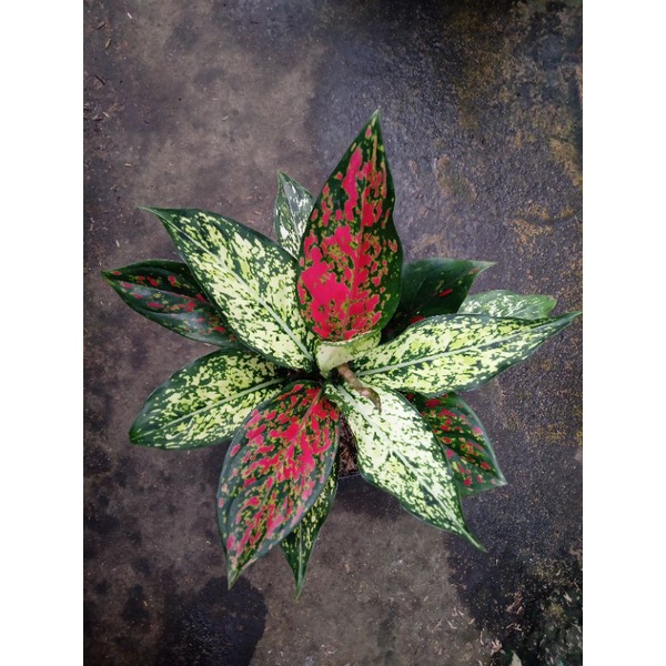 aglonema merah putih (venus+snowhite)