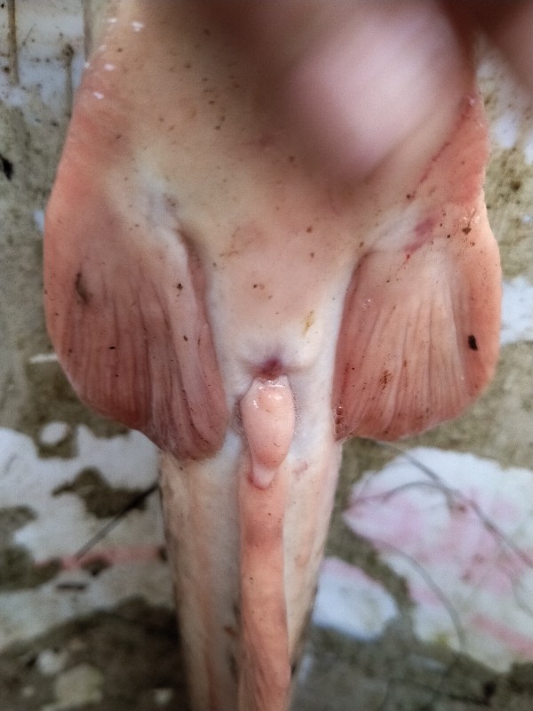 Koja Korang Wadah Tempat Ikan Rk Ukuran M