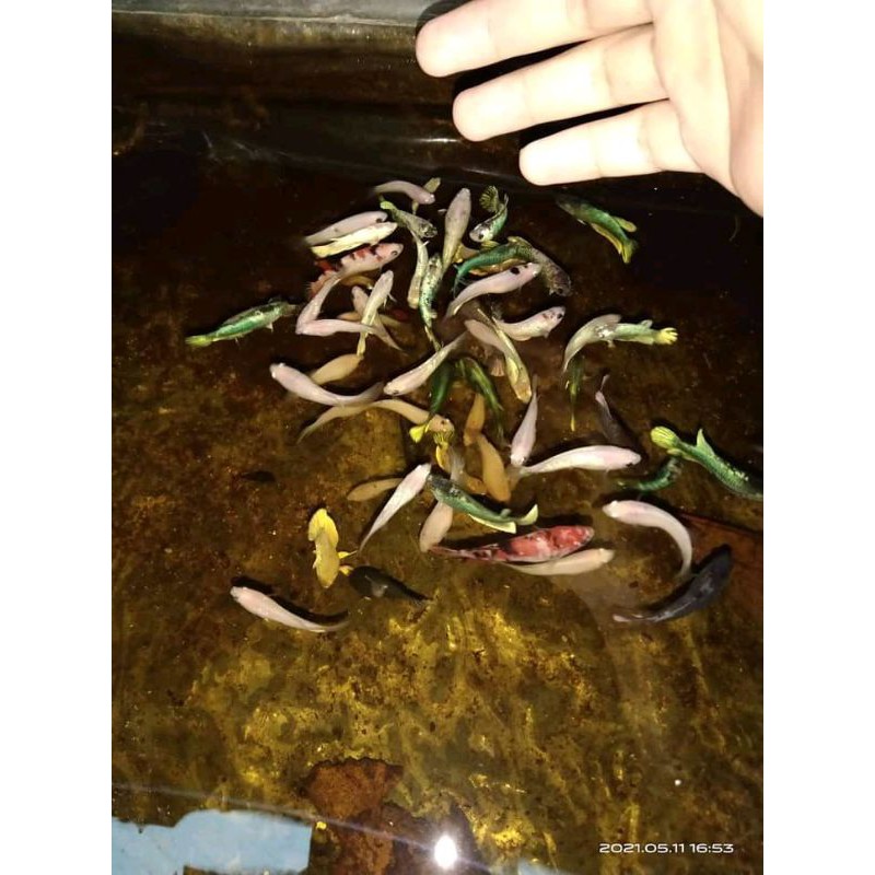 ikan cupang cello besgel