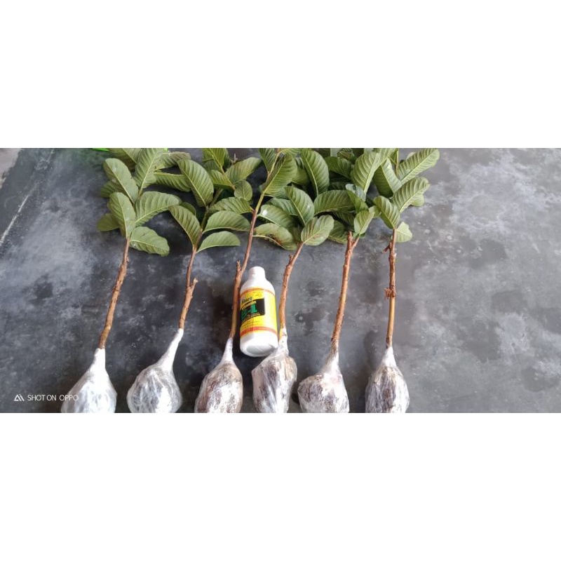 bibit okulasi jambu kristal merah hongpause